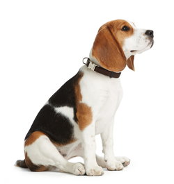 Hunter Collar Vario Basic Alu-Strong M Marrón